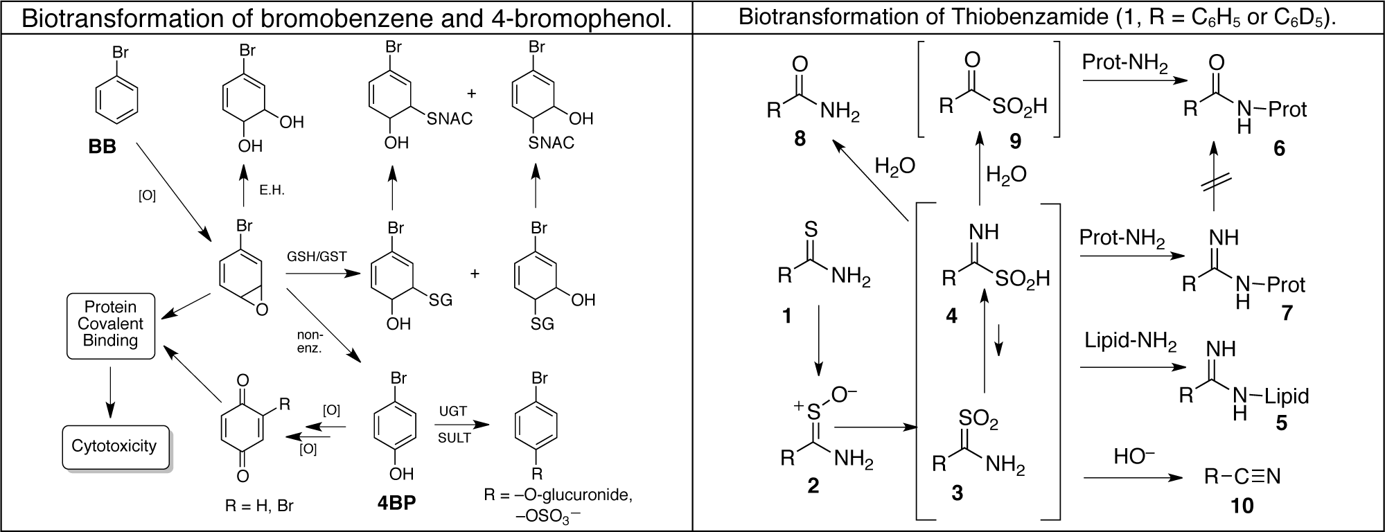 Image 1: Biotransformation of bromobenzene and 4-bromophenol; Image 2: Biotransformation of Thiobenzamide